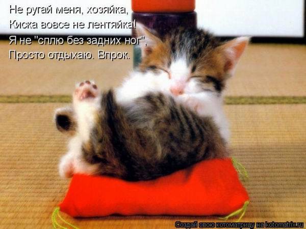 Коты, кошки и котята