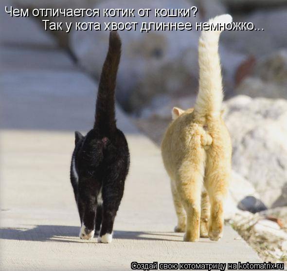 Коты, кошки и котята