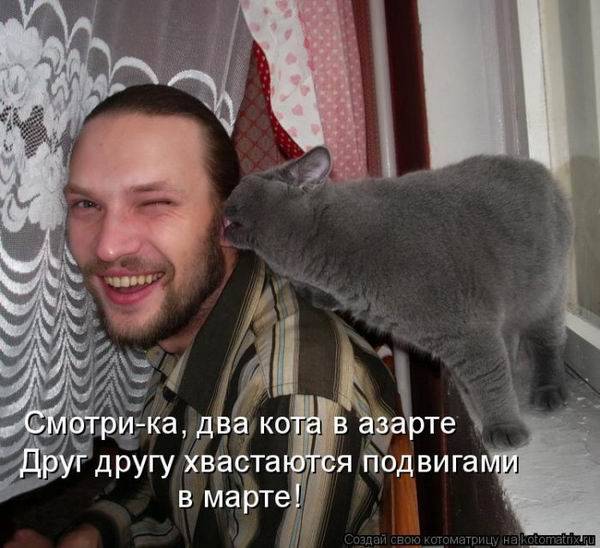 Коты, кошки и котята