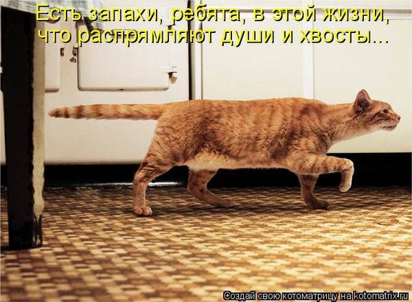 Коты, кошки и котята