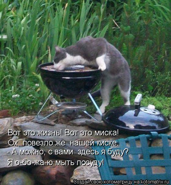 Коты, кошки и котята