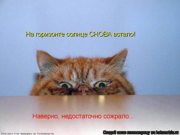 Коты, кошки и котята