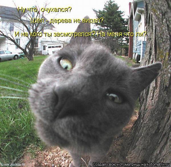 Коты, кошки и котята