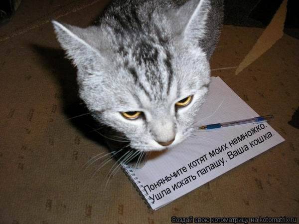 Коты, кошки и котята