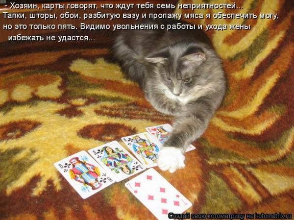 Коты, кошки и котята