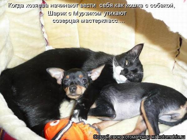 Коты, кошки и котята