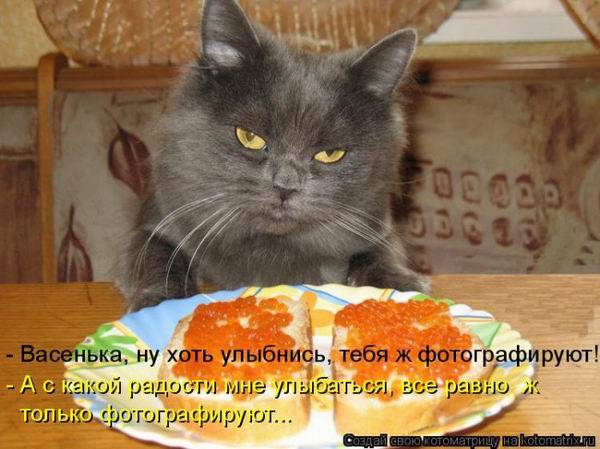 Коты, кошки и котята