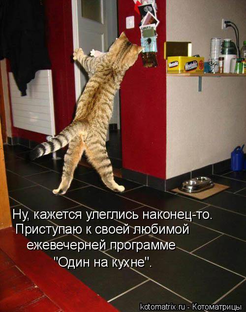 Коты, кошки и котята