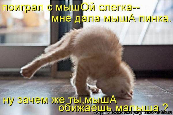 Коты, кошки и котята