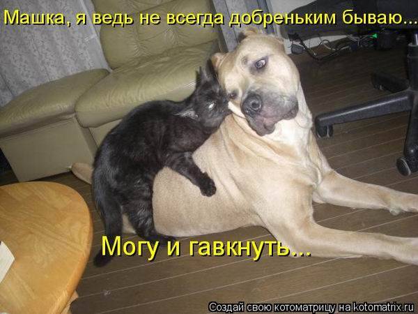 Коты, кошки и котята