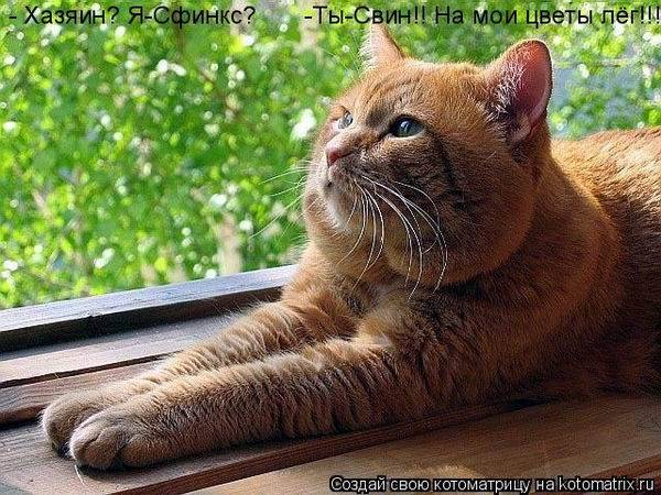 Коты, кошки и котята