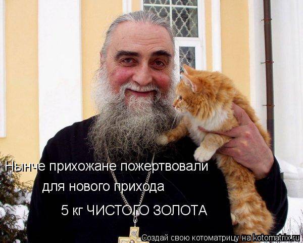 Коты, кошки и котята