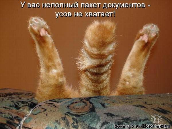 Коты, кошки и котята