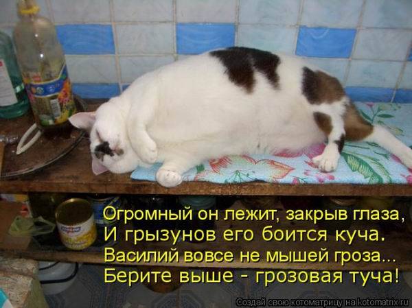 Коты, кошки и котята