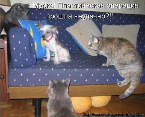 Коты, кошки и котята