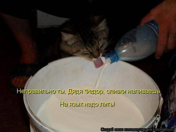 Коты, кошки и котята