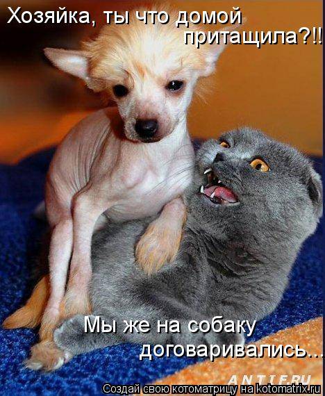 Коты, кошки и котята