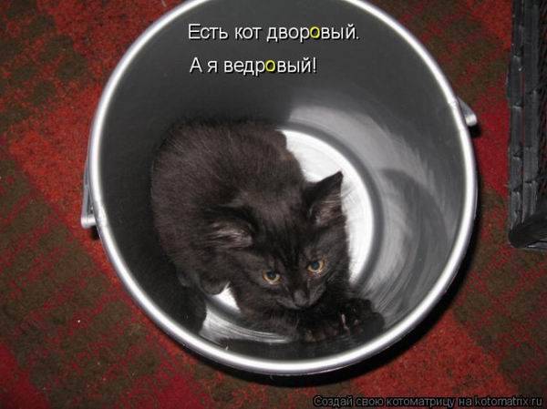 Коты, кошки и котята