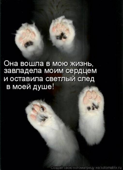 Коты, кошки и котята