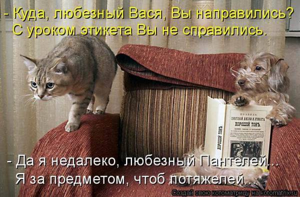 Коты, кошки и котята