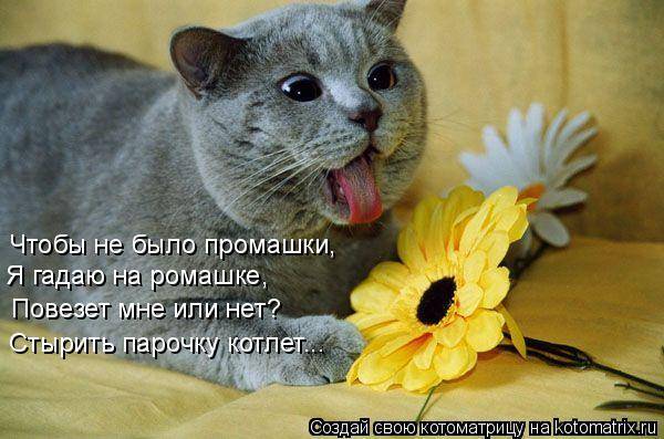 Коты, кошки и котята