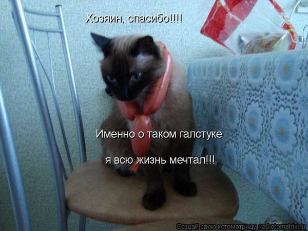 Коты, кошки и котята