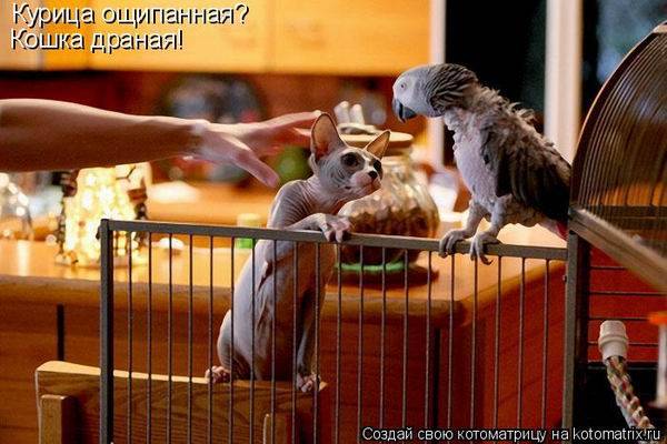 Коты, кошки и котята