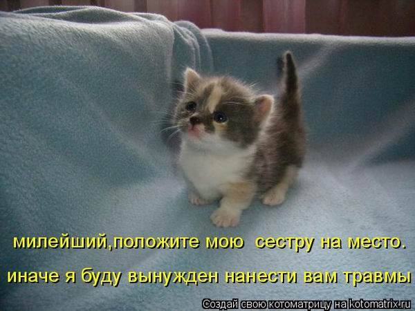 Коты, кошки и котята