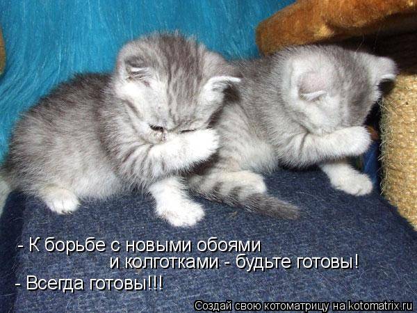 Коты, кошки и котята