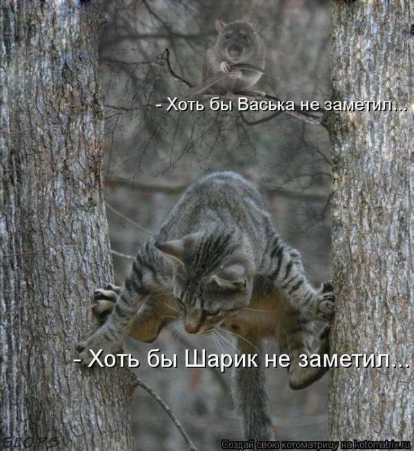 Коты, кошки и котята