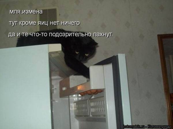 Коты и холодильники