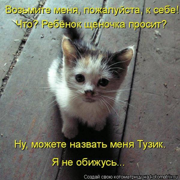 Лучшие котоматрицы недели