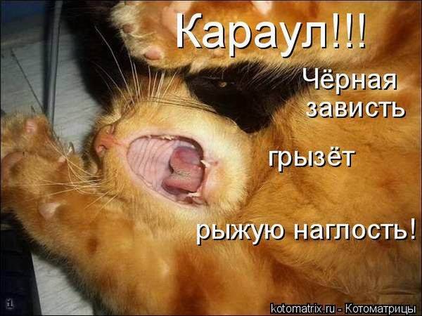 Лучшие котоматрицы недели