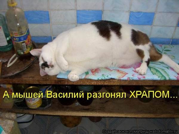 Лучшие котоматрицы недели