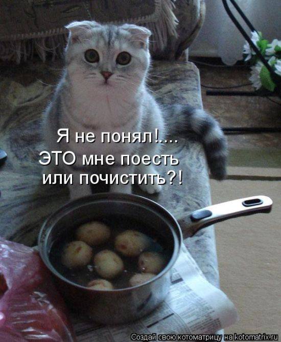 Лучшие котоматрицы недели