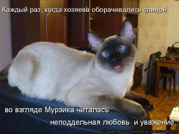 Лучшие котоматрицы недели