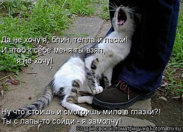 Лучшие котоматрицы недели