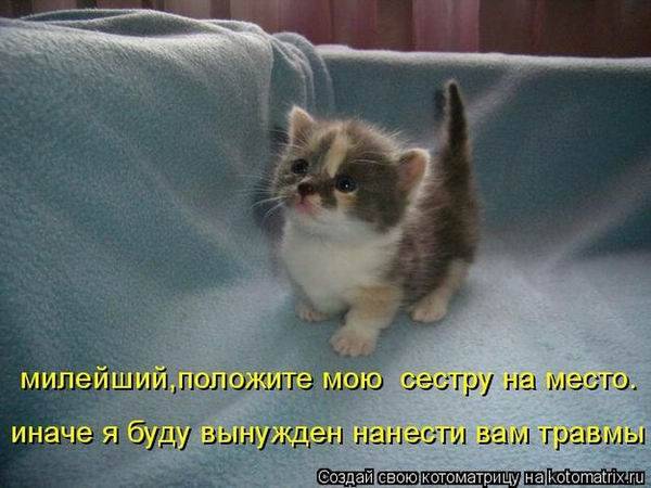 Лучшие котоматрицы недели