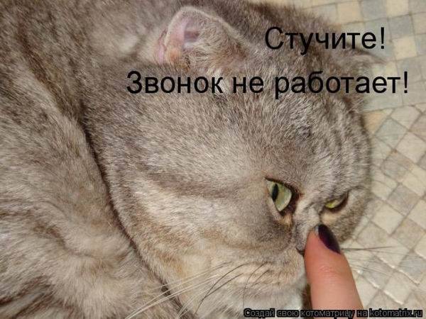 Лучшие котоматрицы недели