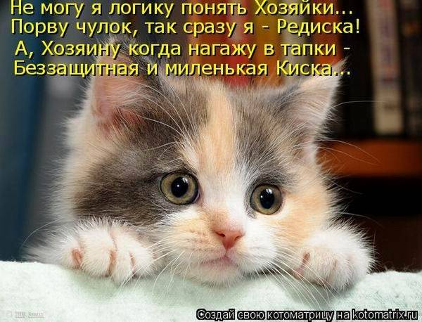 Лучшие котоматрицы недели