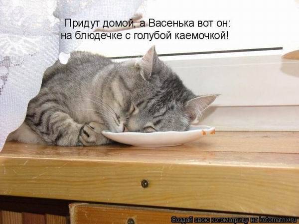 Лучшие котоматрицы недели