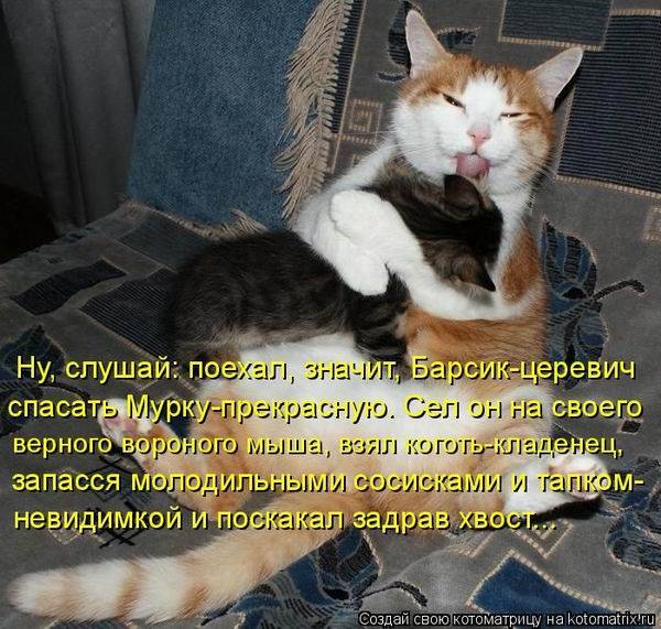 Лучшие котоматрицы недели