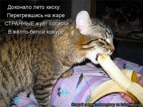 Лучшие котоматрицы недели