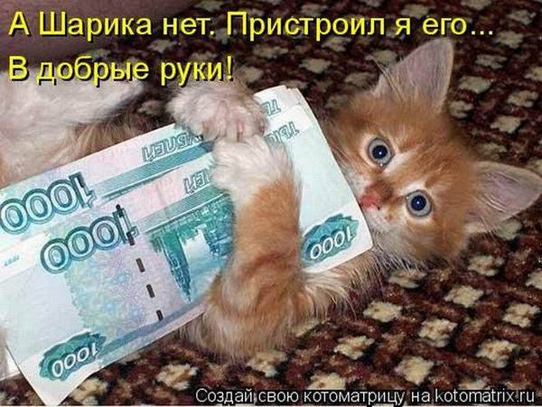 Лучшие котоматрицы недели