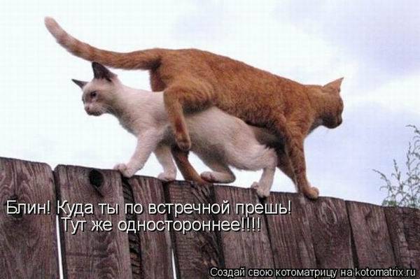 Лучшие котоматрицы недели