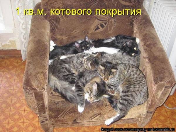 Лучшие котоматрицы недели