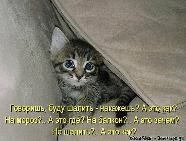 Лучшие котоматрицы недели