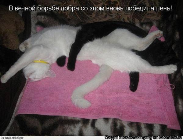 Лучшие котоматрицы недели