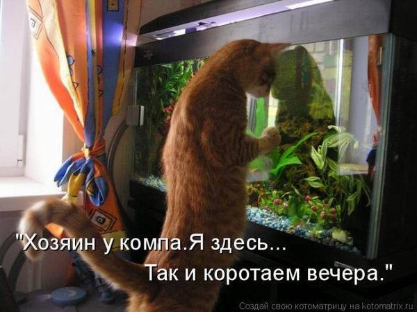 Лучшие котоматрицы недели