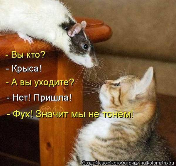 Лучшие котоматрицы недели